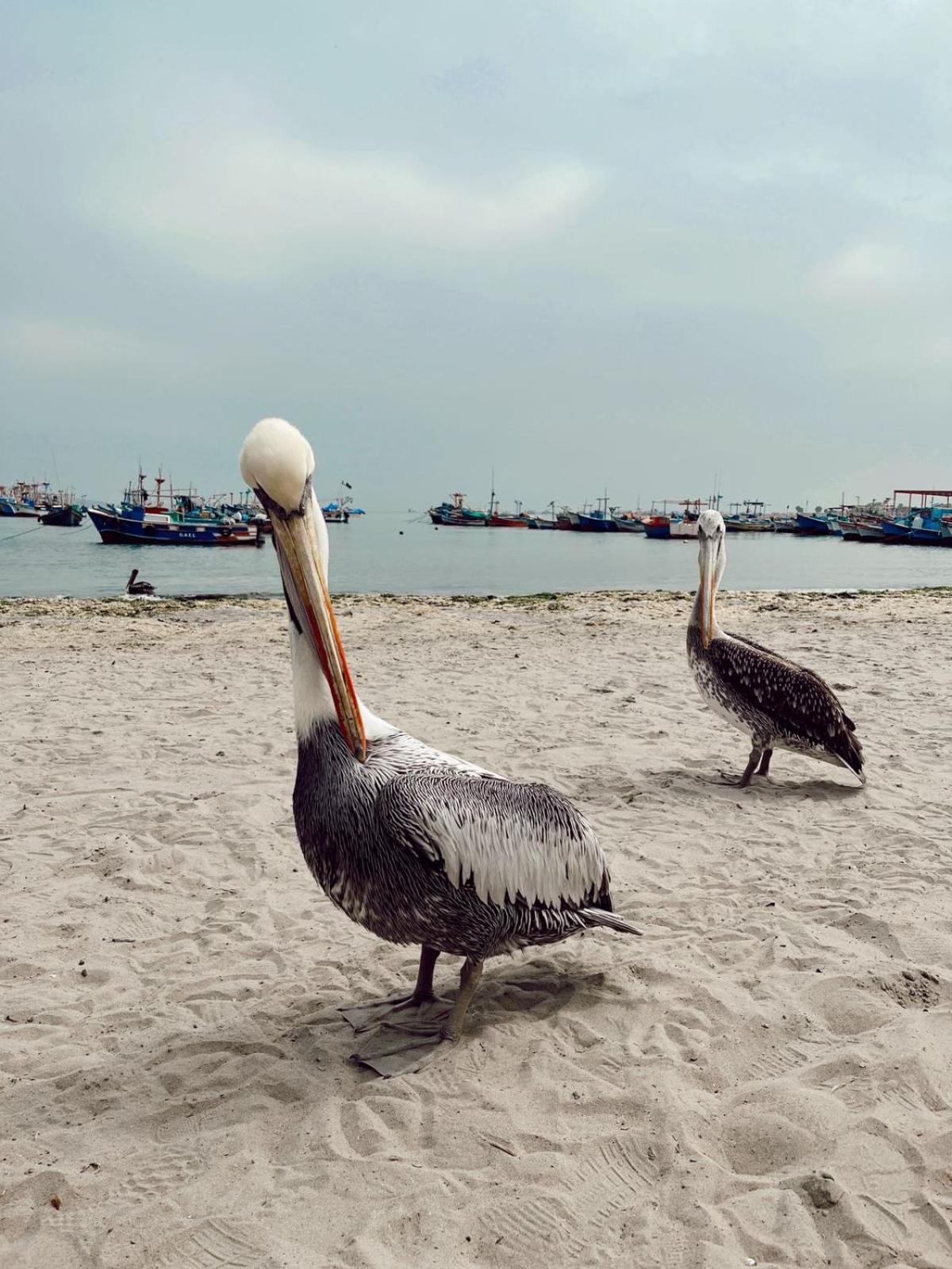 Makai - Nayarak ปารากัส ภายนอก รูปภาพ